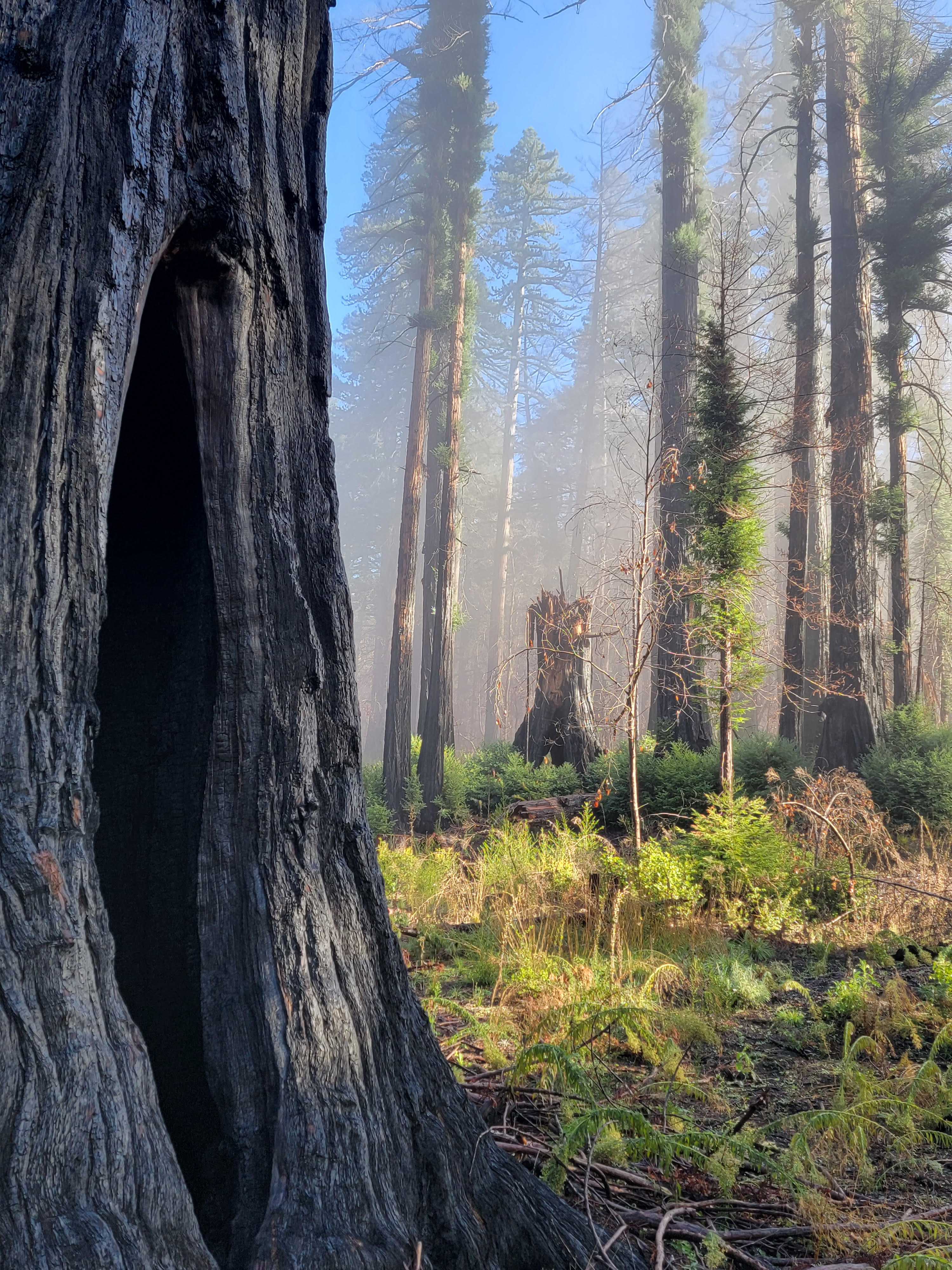 Redwoods in Big Basin, post CZU Fire